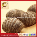 Sweet Potato Taro with Wholesale Price From China